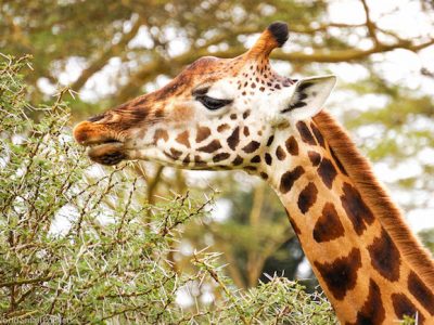 Tanzania-Giraffe