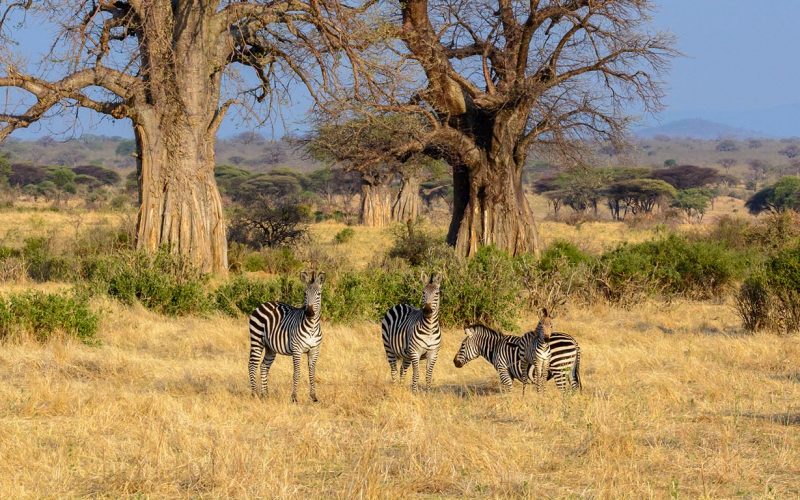 Ruaha National Park. Tanzania